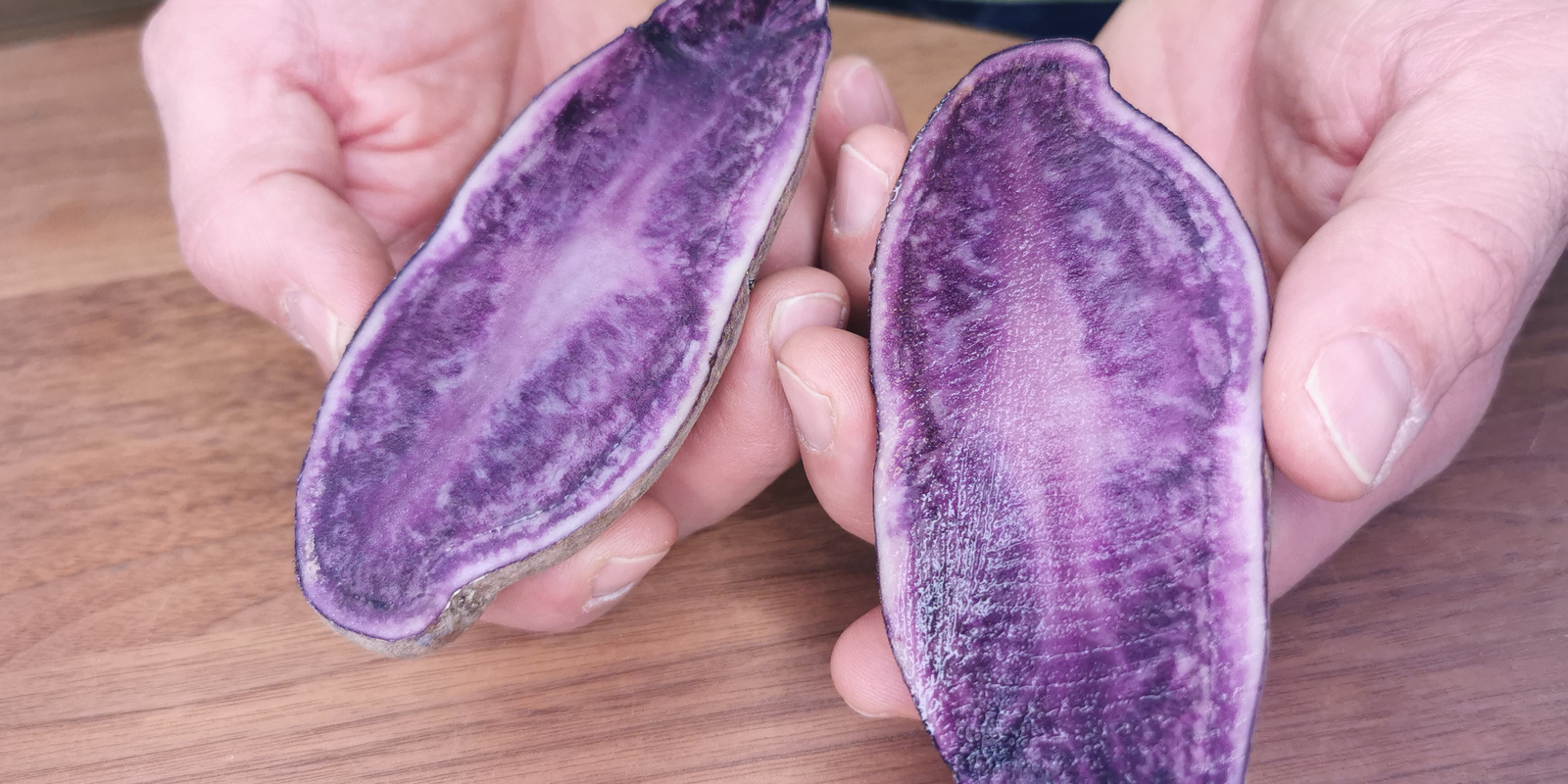 Hände halten zwei aufgeschnittene Kartoffelhälften der Sorte 'Blaue St. Galler'