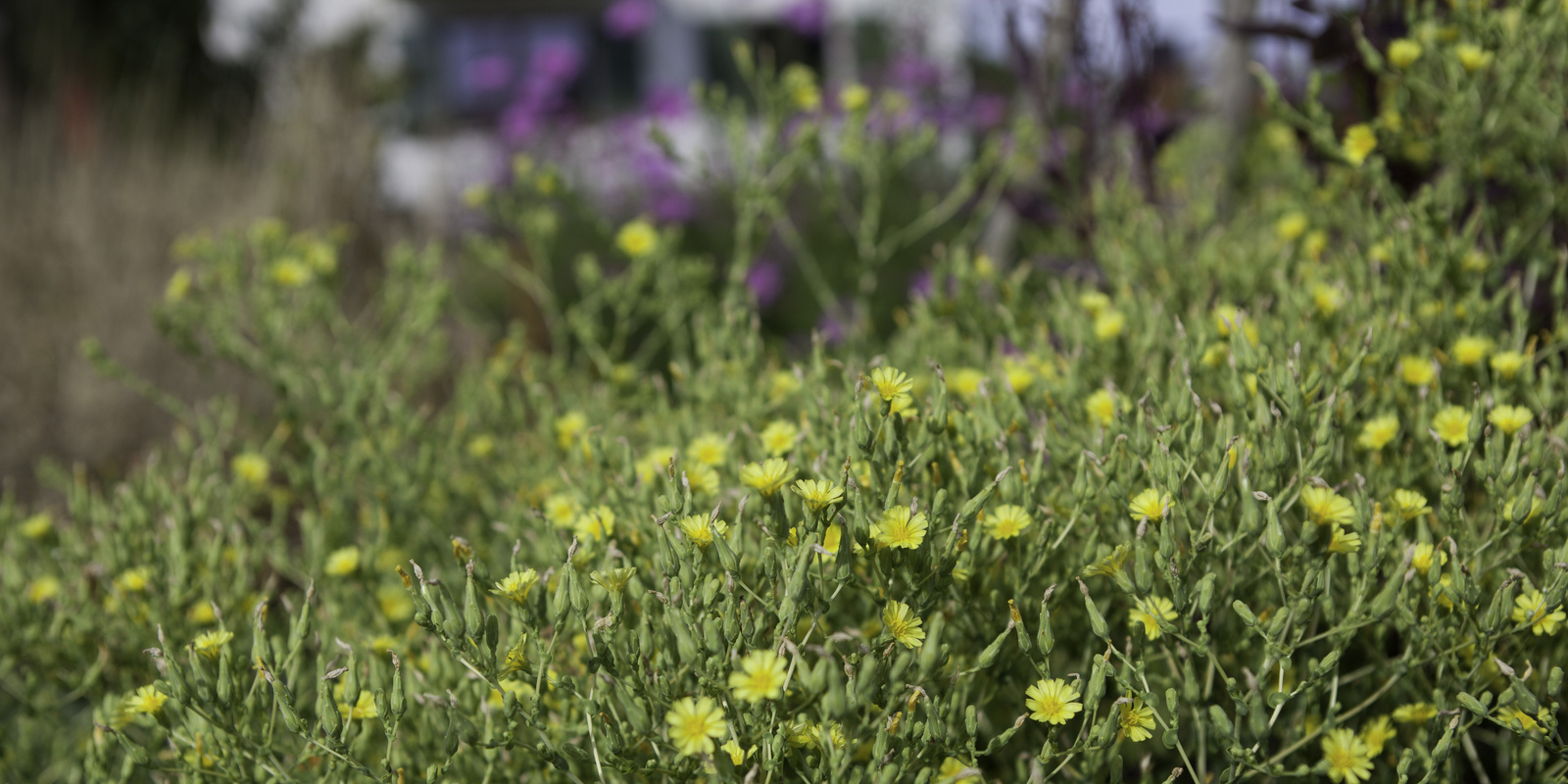 [Translate to Französisch:] Gelbe Blüten