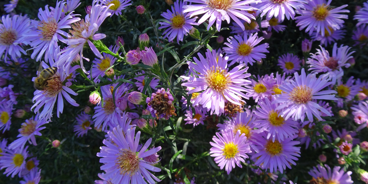 aster violet coussin