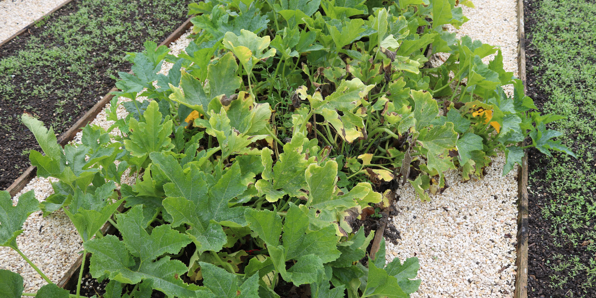 Plante de courge proliférant dans une plate-bande sur un chemin