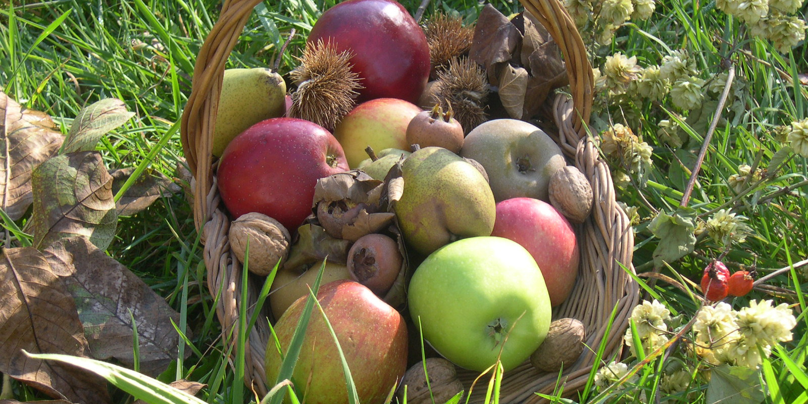 Divers fruits dans une corbeille sur un pré