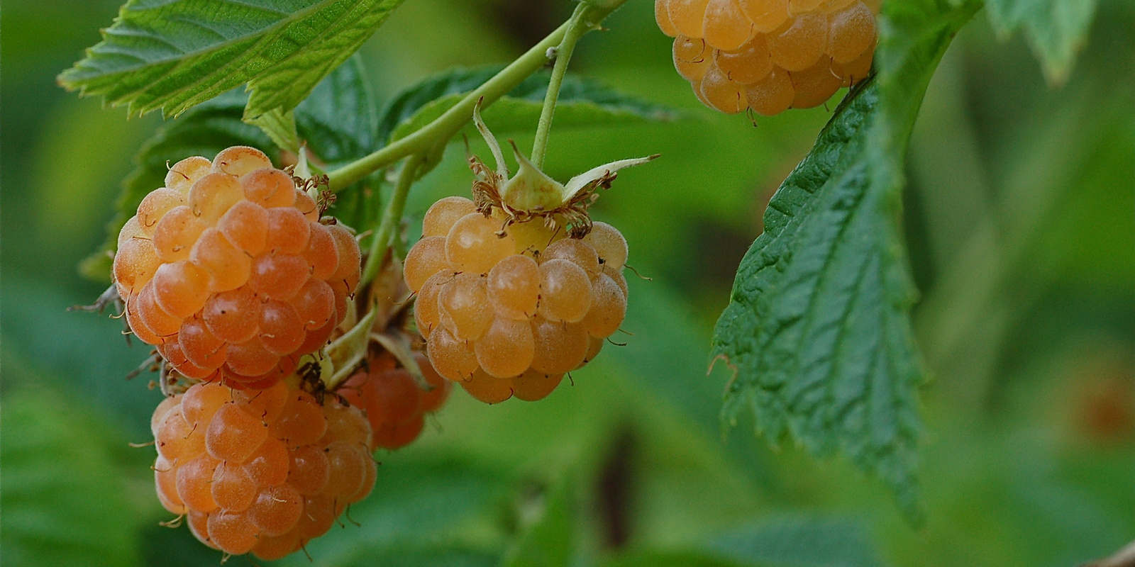 Framboises jaunes suspendues 