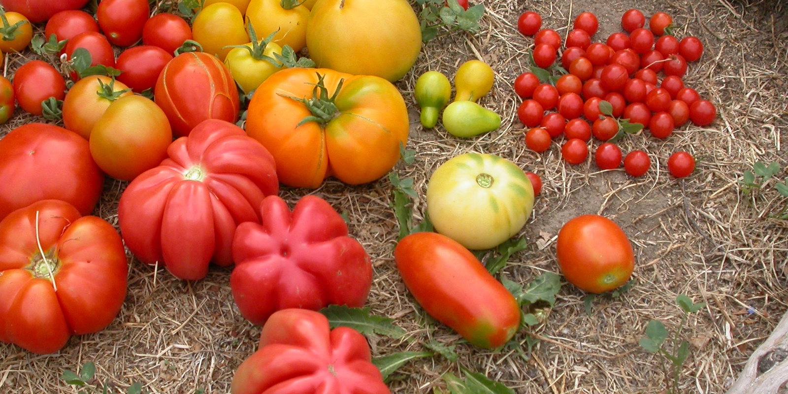 [Translate to Französisch:] Früchte von verschiedenen Tomatensorten am Boden liegend