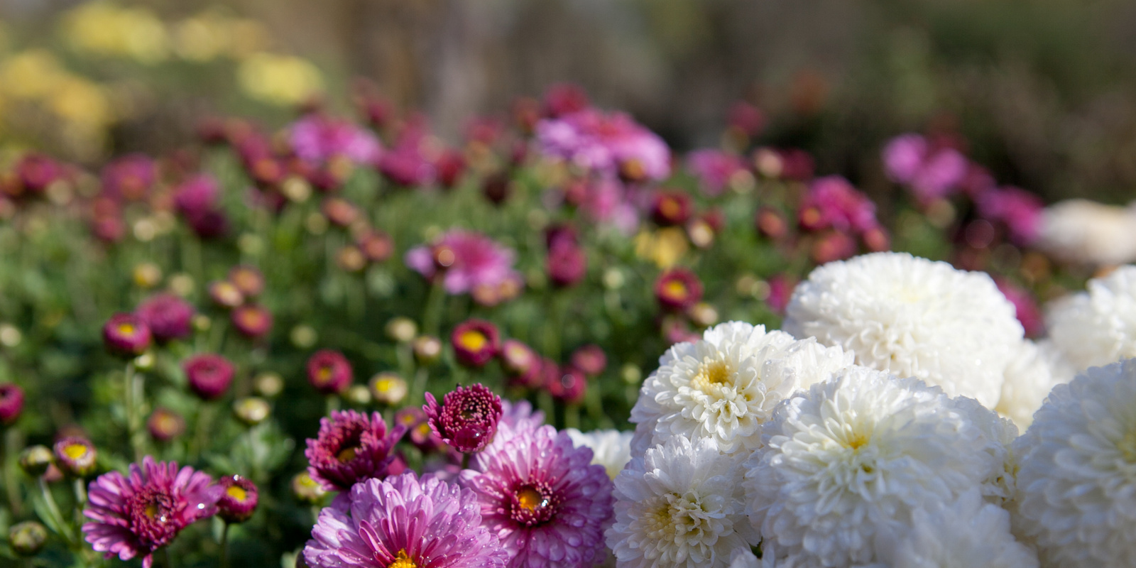 [Translate to Französisch:] Vielfalt von weissen und violetten Chrysanthemen