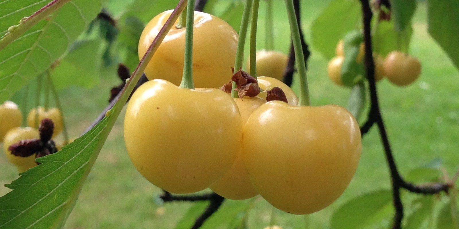 Cerises jaunes suspendues Ă une branche