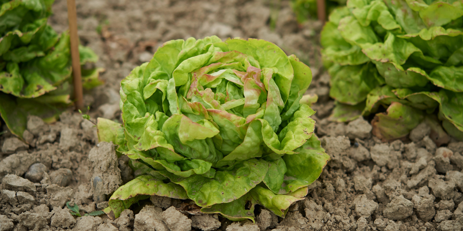 [Translate to Französisch:] Drei Kopfsalate in der Erde