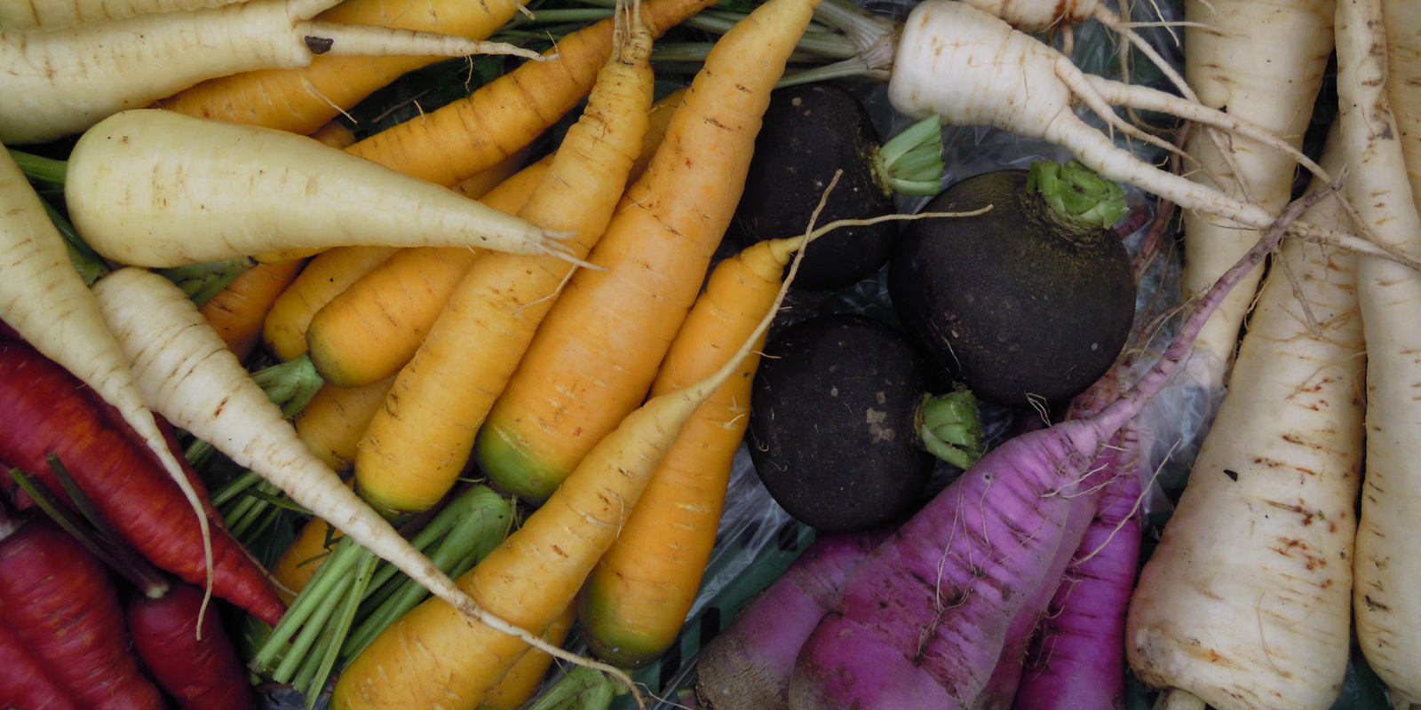 [Translate to Französisch:] Verschiedenfarbige Karotten von oben