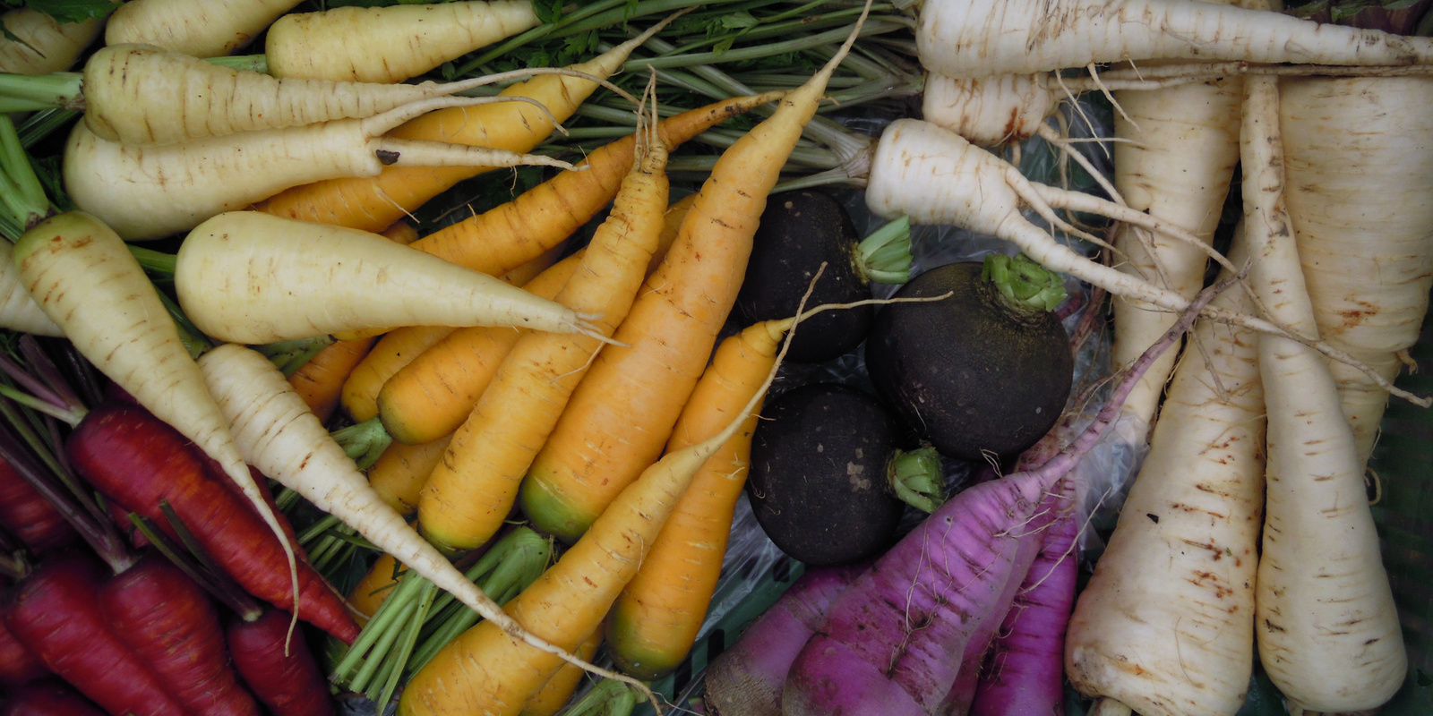 [Translate to Französisch:] Verschiedenfarbige Karotten von oben